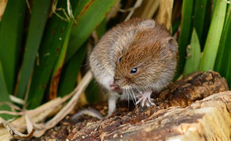 Voles are smaller counterparts to moles but can be identified through their many voles are often confused with moles and gophers. Difference Between Mole and Vole | Difference Between