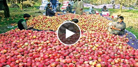 Apple Cultivation In India Malayalees