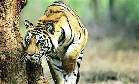 3 Yr Old Panna Tiger Under Watch After Rabid Dog Bites Its Tail News