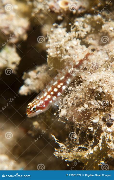 Pygmy Goby Stock Photo Image Of Fish Pygmy Underwater 27961522