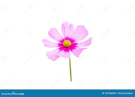 Pink Cosmos Flower Isolated On White Background Stock Image Image Of