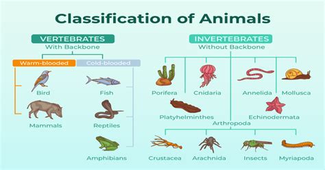 Classification Of Animal Kingdom 1 Min Read