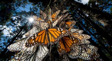 3 incredible butterfly migrations australian butterfly sanctuary