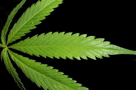 Trippy marijuana hd weed wallpapers trippy weed iphone s c gs g x 736x490. Trippy Marijuana Background ·① WallpaperTag