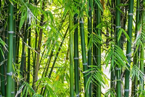 How To Get Rid Of Bamboo Or Stop Your Neighbors Plant From Invading