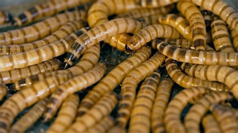 These Super Worms Are Helping Save The Planet By Eating Toxic Plastic Nbc4 Washington