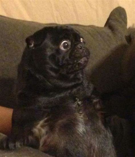 The 14 Most Ridiculous Pug Pictures Ever