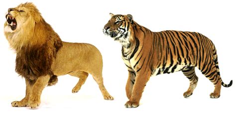 Are male African lions more muscular and have robust built ...