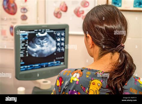 Doctor Uses Ultrasound Scan In Veterinary Clinic Stock Photo Alamy