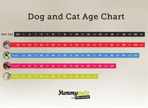 Calculate The Age Of Your Pet In Human Years Yummypets