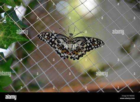 Beautiful Butterfly Colorful Wings Stock Photo Alamy