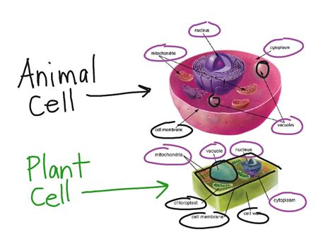 Plant Cell Diagrams For Kids 101 Diagrams