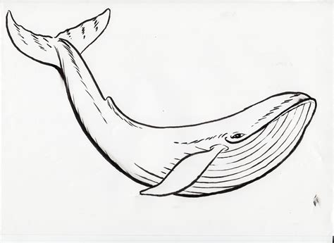 Whale Tail Drawing At Explore Collection Of Whale