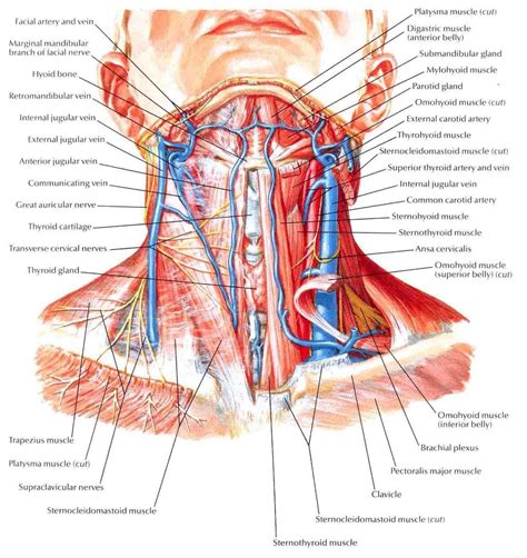 Throat And Neck Anatomy Боль в шее Анатомия человека