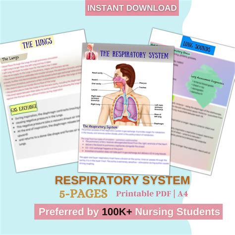 Respiratory System Nursing Student Notes Anatomy And Etsy