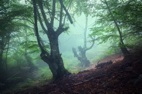 Mysterious Dark Old Forest In Fog High Quality Nature Stock Photos