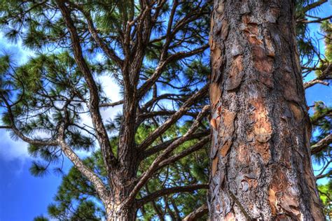 Florida Pine Trees Photograph By Jt Gerosky Fine Art America