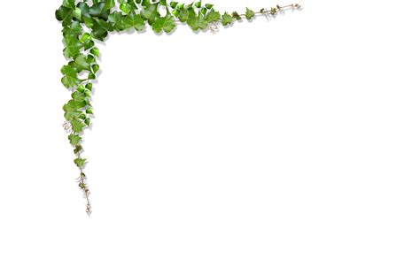 Green Vine Leaf Green Leaves Vines Climb The Wall Png Download