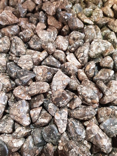 Tumbled Stones Agate Turritella Af 250g