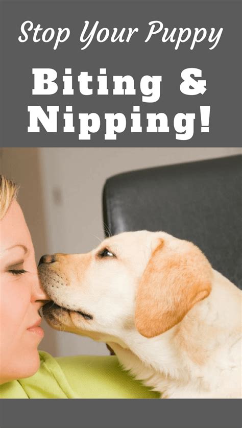 How To Stop A Puppy From Biting And Nipping