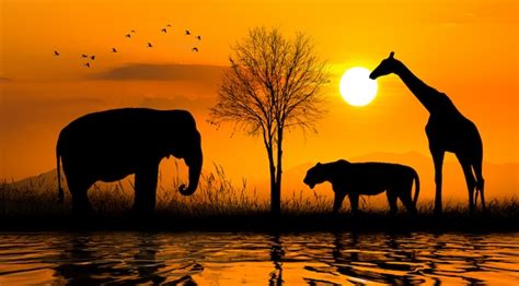 Premium Photo Large Group Of African Safari Animals Wildlife