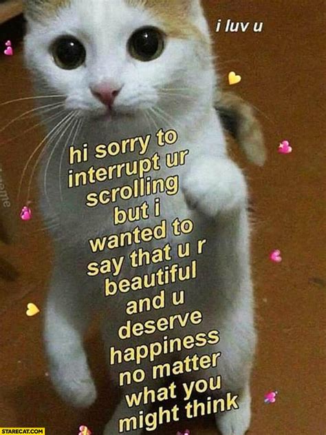 Kitten Meme Sorry