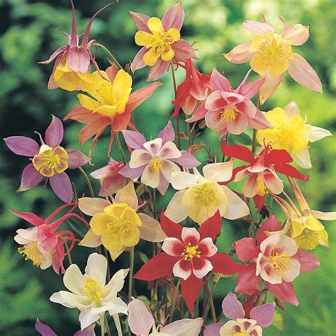Top 10 Perennial Flowers To Grow From Seed