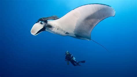 Giant Manta Rays Live In The Open Ocean And Feed By Filtering Plankton