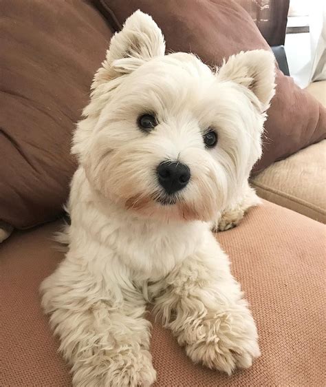 Jazzy The Fluffy Westie Westies Westie Puppies Cute Puppies Dogs