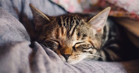 How Your Cats Purr Can Literally Help Heal You