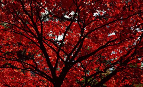 Maple Tree In Autumn