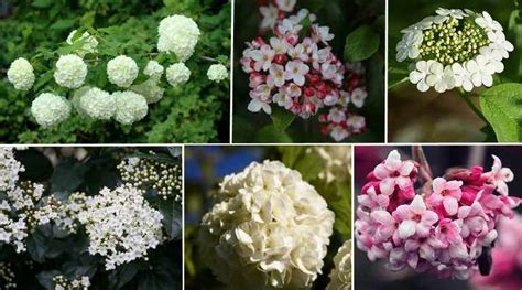 Types Of Viburnum Shrubs Trees And Hedges With Pictures