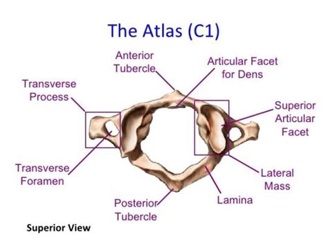 C1 Vertebra Atlas And Accompanying Structures Neck Muscle Anatomy