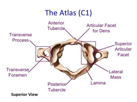 C1 vertebrae otherwise known as the atlas. C1 Vertebra - Atlas and Accompanying Structures | Neck ...