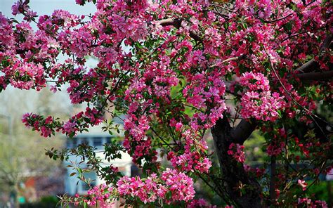 2k Free Download Nature Flowers Wood Tree Bloom Flowering Hd