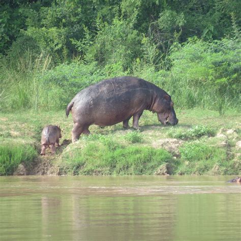Baby Hippo Following Mum Baby Hippo Travel Photos Hippo