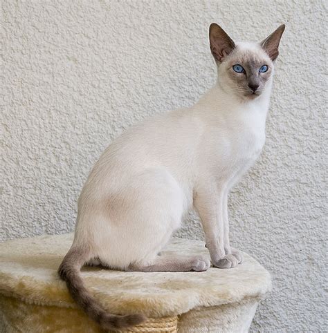 The Siamese Cat Breed