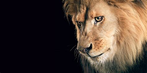 Lion The King Of Jungle 2017 Hd Wallpapers