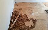 Termite Damage Home Inspection