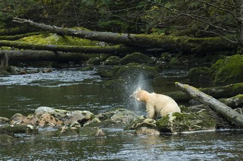 Spirit Bear In Great Bear Rainforest Ladyblitz