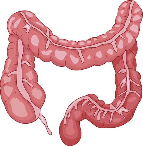 Drawing Of The Human Small Intestine Illustrations Royalty Free Vector