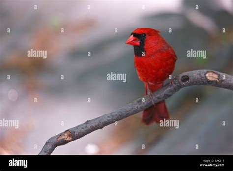 Northern Cardinal Cardinalis Cardinalis Cardinalis Male Sitting On A
