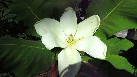 Big Leaf Magnolia In Bloom Youtube