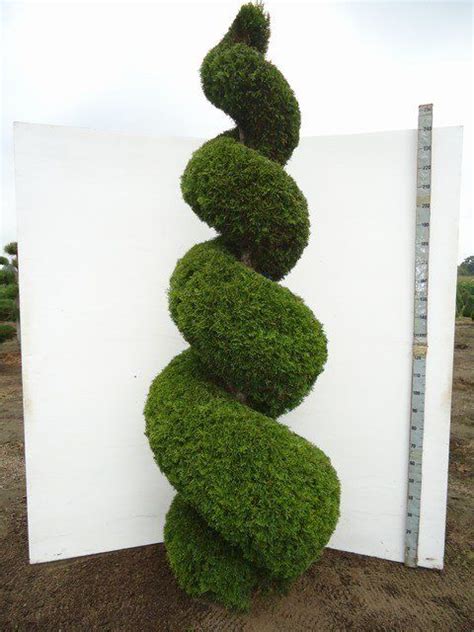 An Impressive Topiary Spiral 140150 Cm High Shaped From Thuja