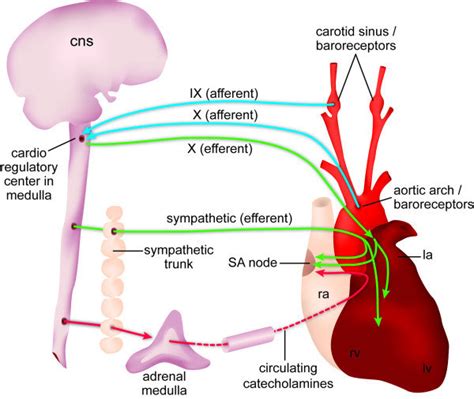 Baroreceptor Reflex Pathway