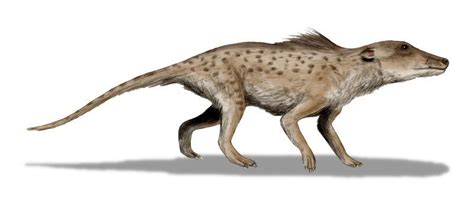 Four Famous Transitional Fossils That Support Evolution
