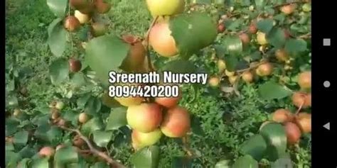 Red Kashmir Apple Ber Plant Rs 70 Piece Shrinath Nursery Suppilers Id 20485305512