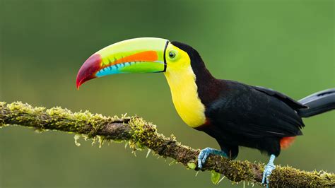 Toucan Image Id 250763 Image Abyss
