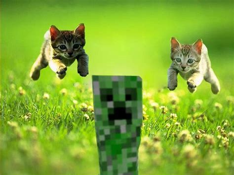 Creepers Vs Cats Wiki Minecraft Amino