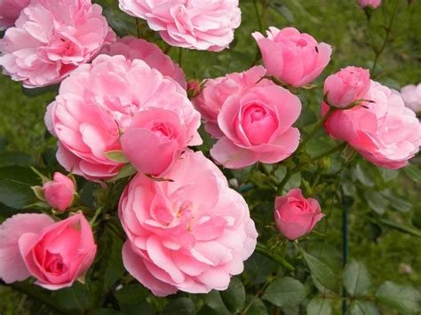 We did not find results for: Rosa fiore - Rose - Il fiore della rosa